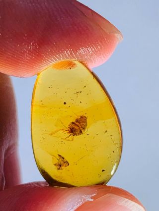 1.  19g Cockroach Larva Burmite Myanmar Burmese Amber Insect Fossil Dinosaur Age