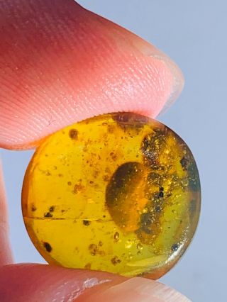 0.  91g Unknown Items Burmite Myanmar Burmese Amber Insect Fossil Dinosaur Age