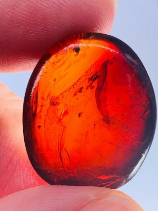 beetle&fly in red blood amber Burmite Myanmar Amber insect fossil dinosaur age 2