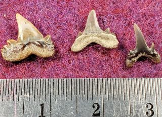 Set Of Three Cretaceous Serratolamna Shark Teeth From Texas