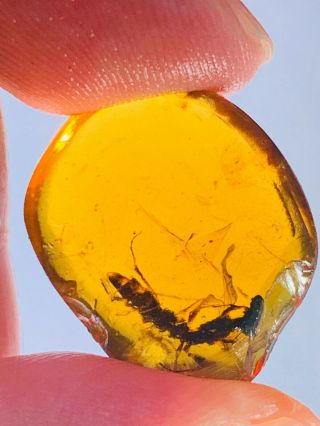 Big Unique Unknown Fly Bug Burmite Myanmar Amber Insect Fossil From Dinosaur Age