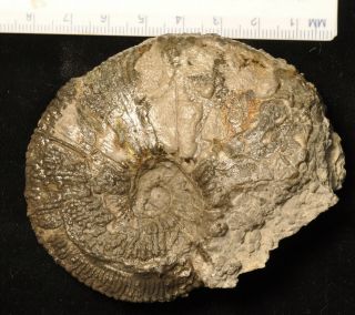 Fossil Ammonite - Cosmoceras Compressum From England