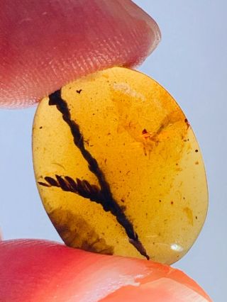 Plant Tree Top Branch&leaf Burmite Myanmar Amber Insect Fossil From Dinosaur Age