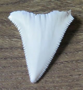 1.  552 " Upper Nature Modern Great White Shark Tooth (teeth)
