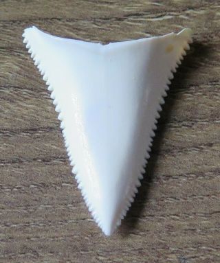 1.  411 " Lower Nature Modern Great White Shark Tooth (teeth)