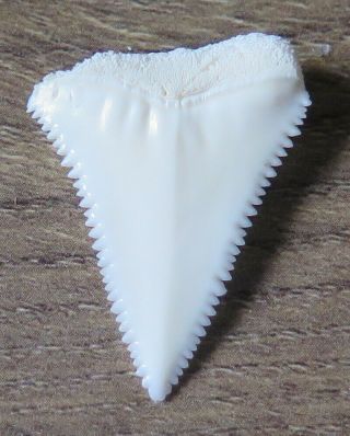 1.  222 " Upper Principle Nature Modern Great White Shark Tooth (teeth)