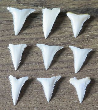 9 Group Upper Nature Modern Great White Shark Tooth (teeth)