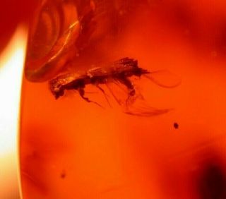 Platypodid Beetle With Flies,  Ant In Authentic Red Dominican Amber Fossil Gem