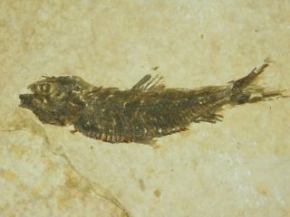 A Small 50 Million Year Old Restored Knightia Fish Fossil From Wyoming 126gr E