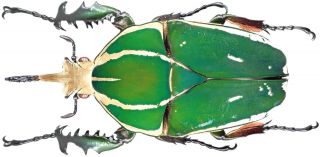 Insect - Cetonidae Mecynorhina Torquata Poggei - S.  Congo - Male 90mm.
