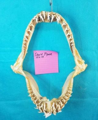 Xl Rare Sand Tiger Shark Jaws 12 " ×13 " Taxidermy Teeth Tooth Skeleton Skull