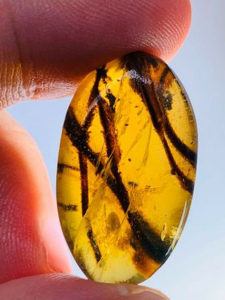 3.  63g Unique Unknown Plant Burmite Myanmar Amber Insect Fossil From Dinosaur Age