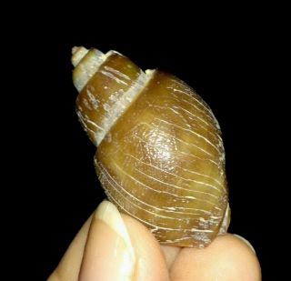 Sea Shell Fossil,  Gastropoda,  Buccinidae From Java,  Indonesia,  33mm