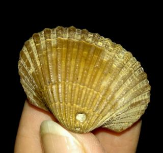 Sea Shell Fossil,  Bivalve,  Arcidae From Java,  Indonesia,  30mm