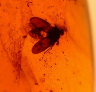 Beetle With Open Wings,  Flies In Burmite Amber Fossil Gemstone Dinosaur Age