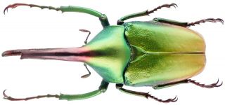 Insect - Cetonidae Theodosia Viridiaurata - N.  Borneo - Male 46mm.