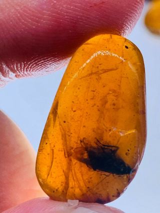 2.  13g Big Adult Roach Burmite Myanmar Burmese Amber Insect Fossil Dinosaur Age
