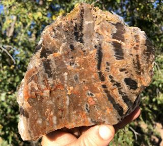 Reilly’s Rocks: Detailed Natural Slab Of Arizona Petrified Wood,  2.  5 Lb