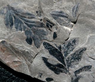 Carboniferous,  310 Million Years Ago Fossil Fern - Mariopteris
