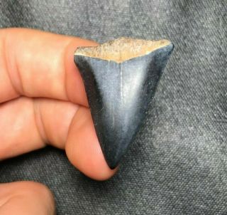 Sharp 1.  31 " Mako Shark Tooth Teeth Fossil Sharks Necklace Jaws Megalodon Meg