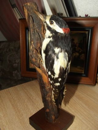 Woodpecker Bird Taxidermy