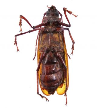 Xixuthrus thomsoni - Prioninae 55mm female - Lae province,  Papua Guinea,  PNG 3