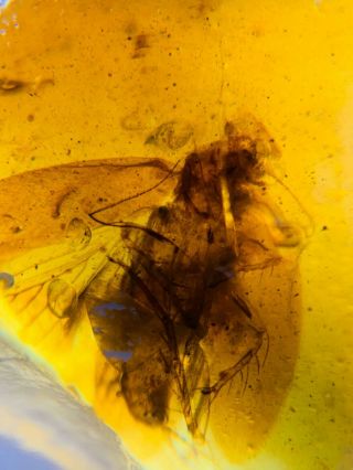 Unique Adult Roach Burmite Myanmar Burmese Amber Insect Fossil From Dinosaur Age