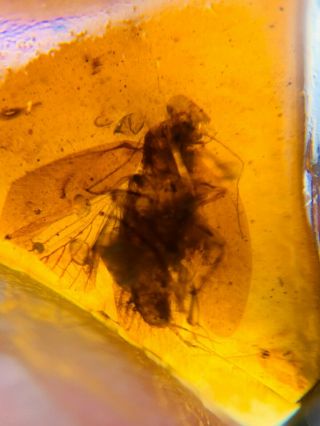 unique adult roach Burmite Myanmar Burmese Amber insect fossil from dinosaur age 2