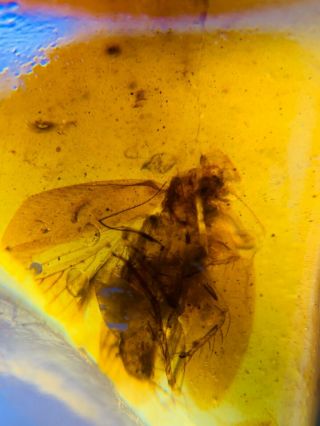 unique adult roach Burmite Myanmar Burmese Amber insect fossil from dinosaur age 3