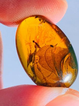 1.  2g Wasp Bee&plant Burmite Myanmar Burmese Amber Insect Fossil Dinosaur Age