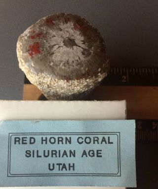 Horn Coral Specimen Silurian Age From Utah 400 Million Years Ago