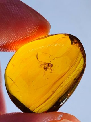 1.  87g Unknown Fly Bug Burmite Myanmar Burmese Amber Insect Fossil Dinosaur Age