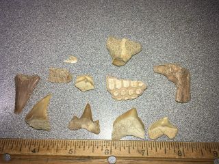 Jo - 12 Fossil Morocco Various Tooth Material Sharks And Others