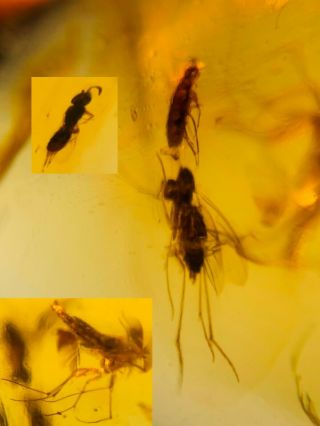 Wasp&2 Mosquito&beetle Burmite Myanmar Burmese Amber Insect Fossil Dinosaur Age