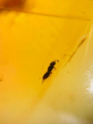 wasp&2 mosquito&beetle Burmite Myanmar Burmese Amber insect fossil dinosaur age 3