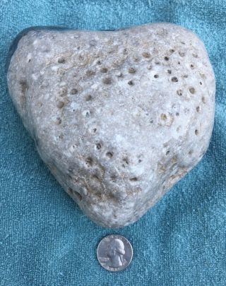 Large Unpolished Petoskey Stone 3 Pounds 8.  4 Oz.  Hexagonaria