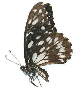 Papilionidae Papilio rex schultzei RARITY from Noth Cameroon 2