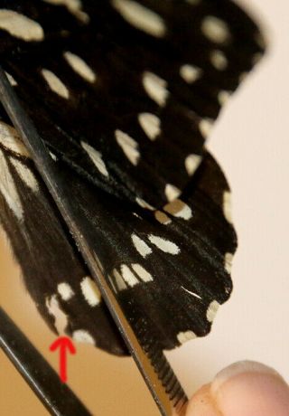 Papilionidae Papilio rex schultzei RARITY from Noth Cameroon 3
