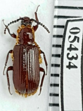 Tenebrionidae Reichenspergeria Aurocincta Or Sp.  N.  ? Termitophilous Amarygmini