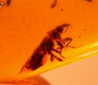 True Bug With Piercing Proboscis In Burmite Amber Fossil From Dinosaur Age