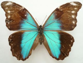 Morpho Absoloni Female From Peru,  Very Rare,  (repaired)