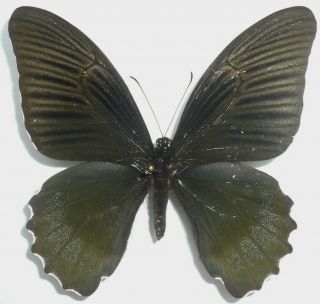 Papilio Acheron Female From Sabah,  North Borneo,  Rare,