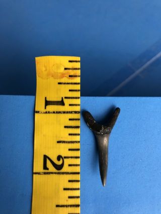Fossilized 1 1/8 Inch Sand Tiger Shark Tooth From Venice Florida.