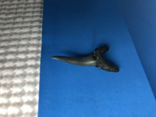 Fossilized 1 1/8 inch Sand Tiger Shark Tooth From Venice Florida. 3