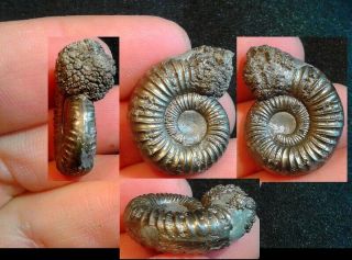 French Pyrite Ammonite - - Dumortiera Subundulata - - 28mm - - Jurassic