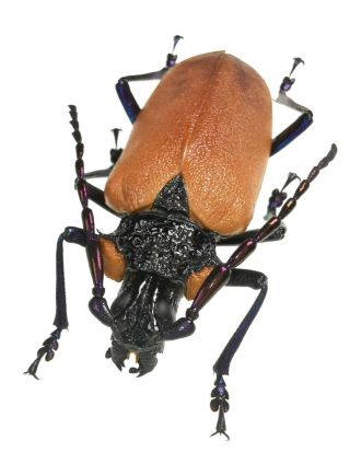Insect,  Beetles,  Prioninae,  Oropyrodes Maculicollis 45 Mm,  Rare,  Big