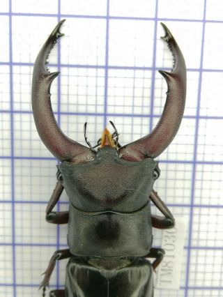 Lucanidae Tm81030 Hexarthrius Melchioritis Sp Rare 76mm W Yunnan