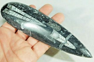 A Big Polished 400 Million Year Old Orthoceras Fossil Found In Morocco 168gr E