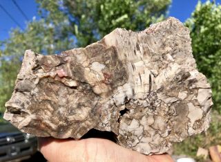 Reilly’s Rocks: Unique Colors,  Saint Johns Arizona Petrified Wood,  7,  Lbs