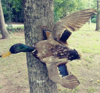 Vintage Wall Mounted Flying Mallard Duck Fowl Cherokee Taxidermy 22 " Wing Span